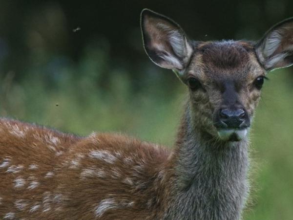 Onze Natuur, De Film